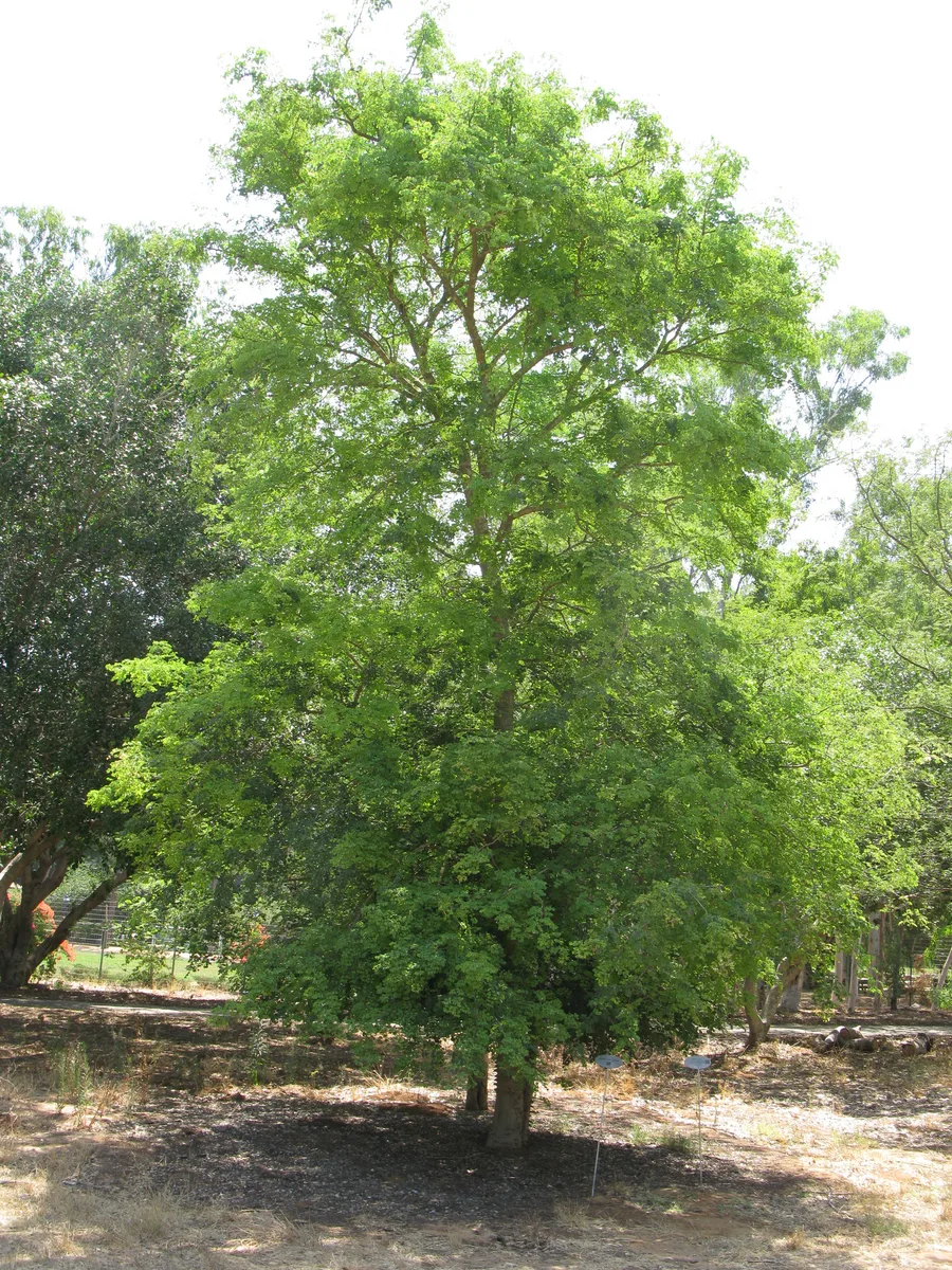 Knob Thorn