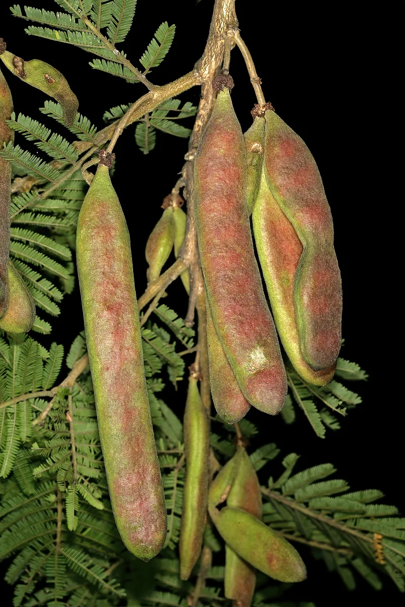 Paperbark Thorn (Vachellia sieberiana)