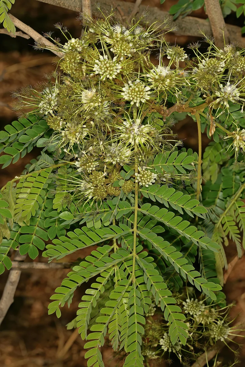 Flat Crown Albizia (Albizia adianthifolia)