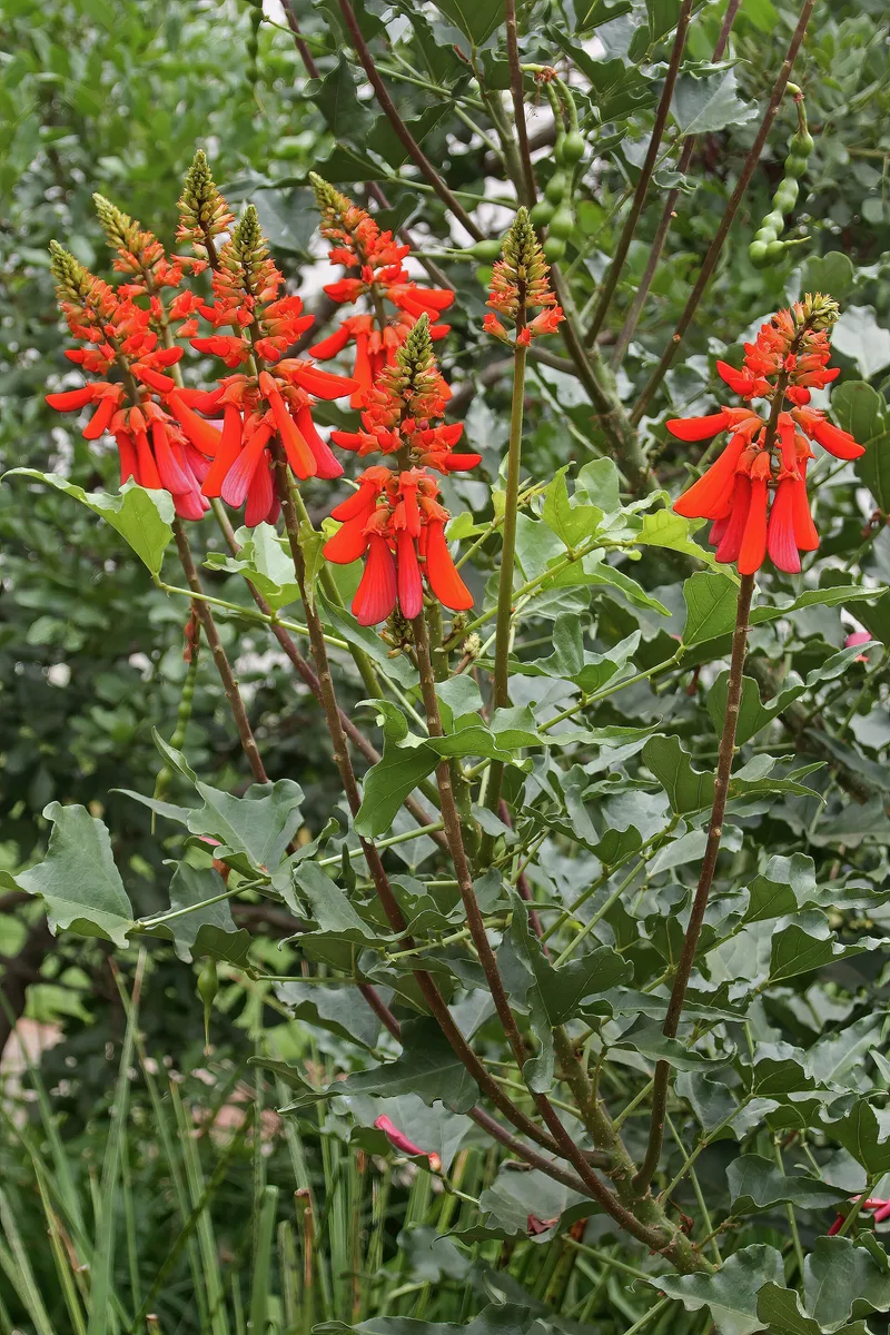 Natal Coral Tree