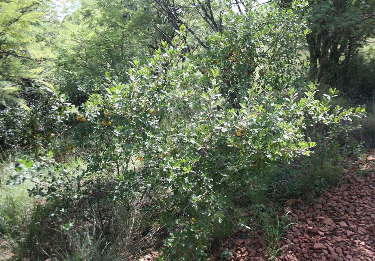 Blue Bush (Diospyros lycioides)