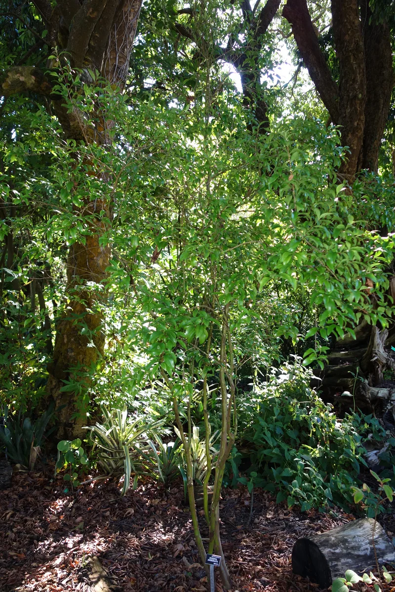 Rio Grande Cherry (Eugenia aggregata)