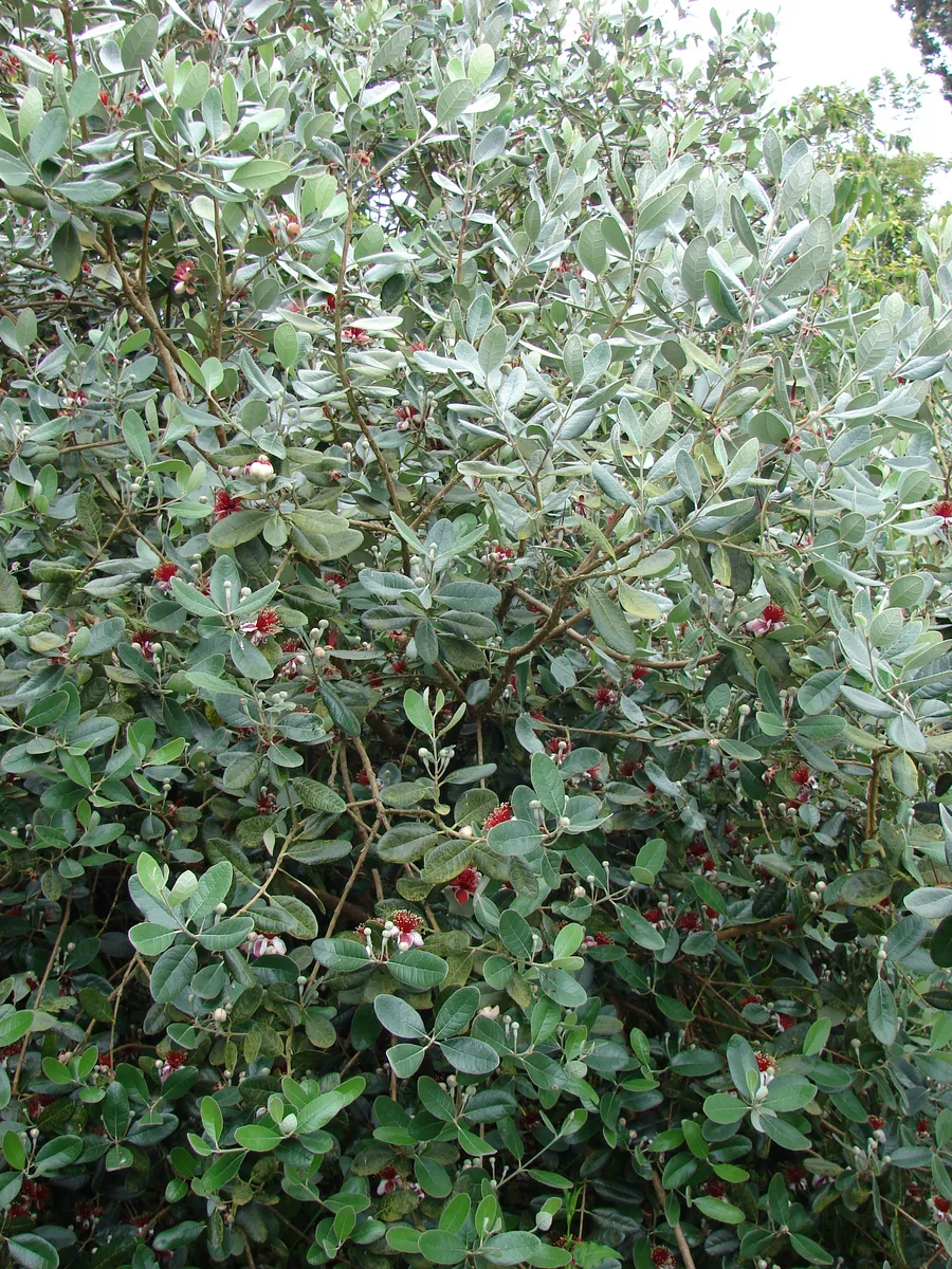 Pineapple Guava (Acca sellowiana var. sellowiana)