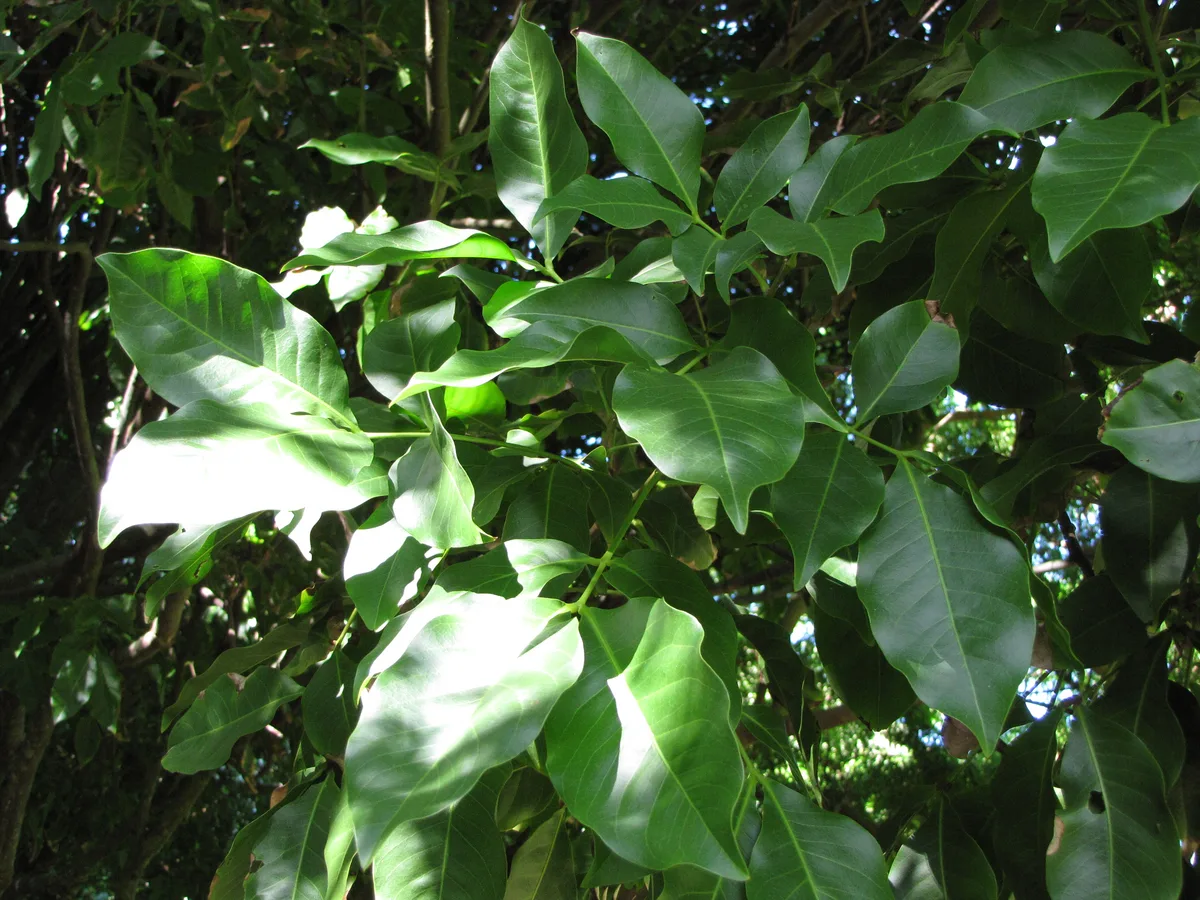 Guinep (Melicoccus bijugatus)