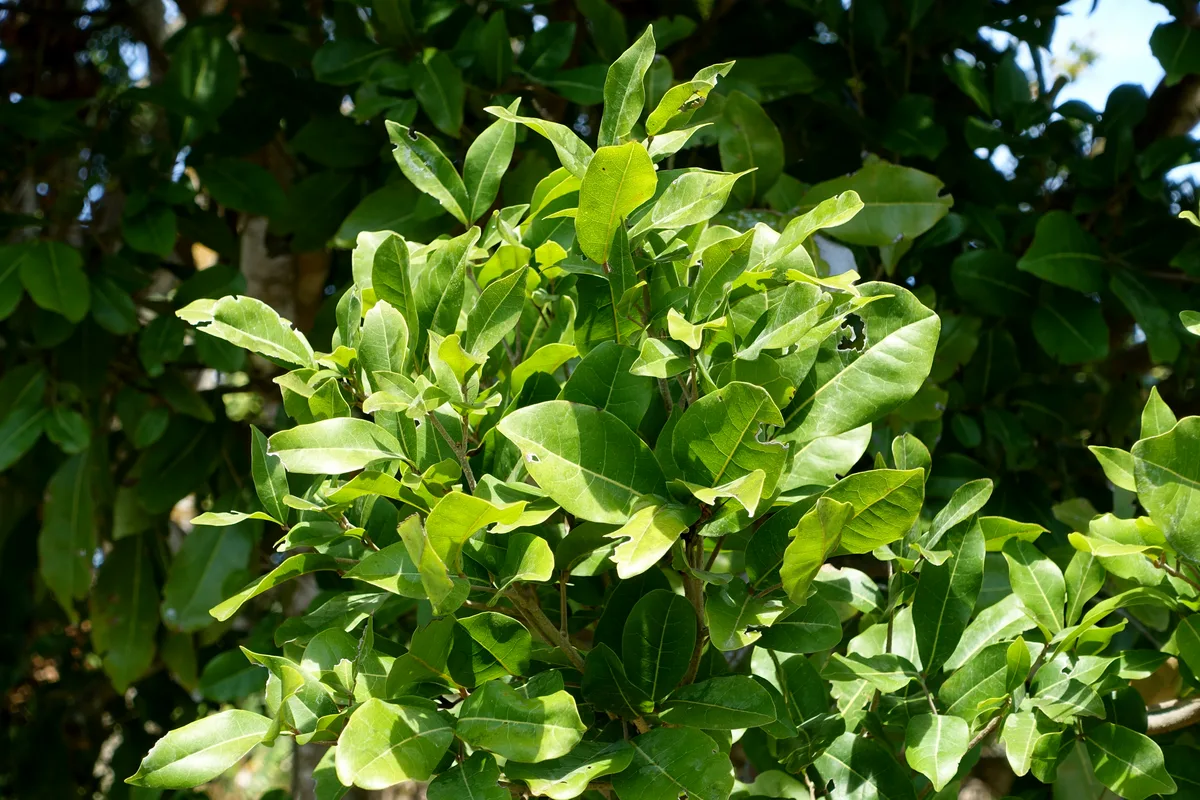 Spanish Lime (Melicoccus oliviformis)