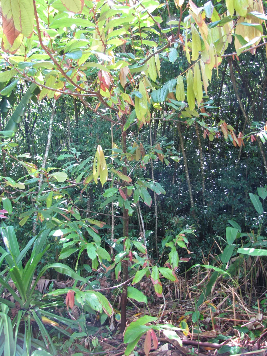 Cupuasu (Theobroma grandiflorum)
