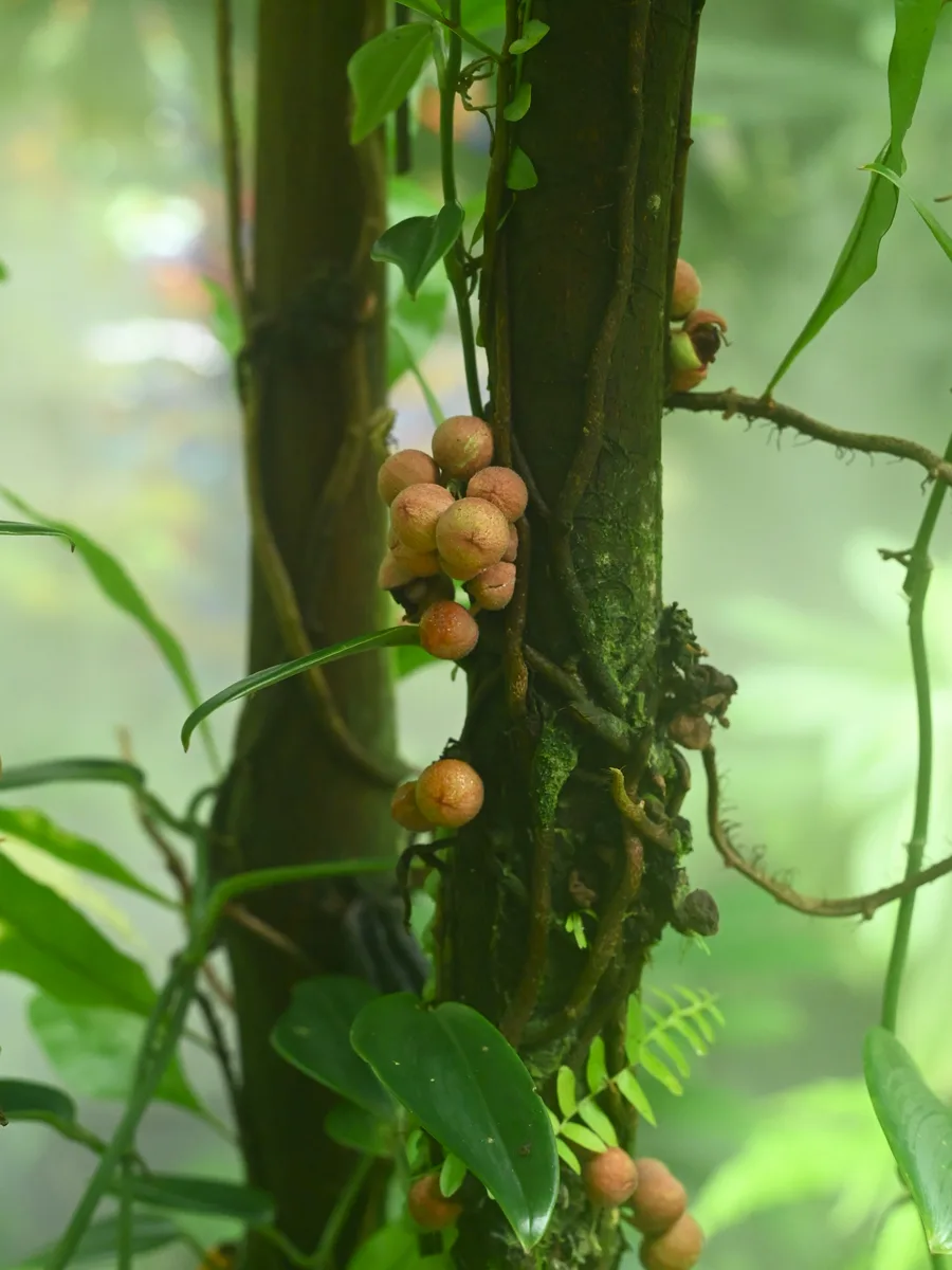Herrania Cacao