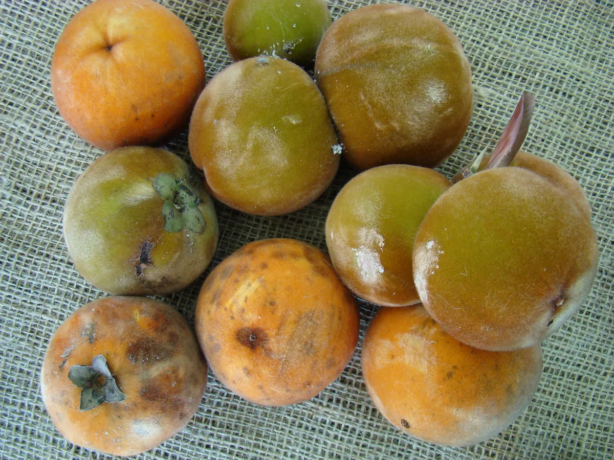 Velvet Apple