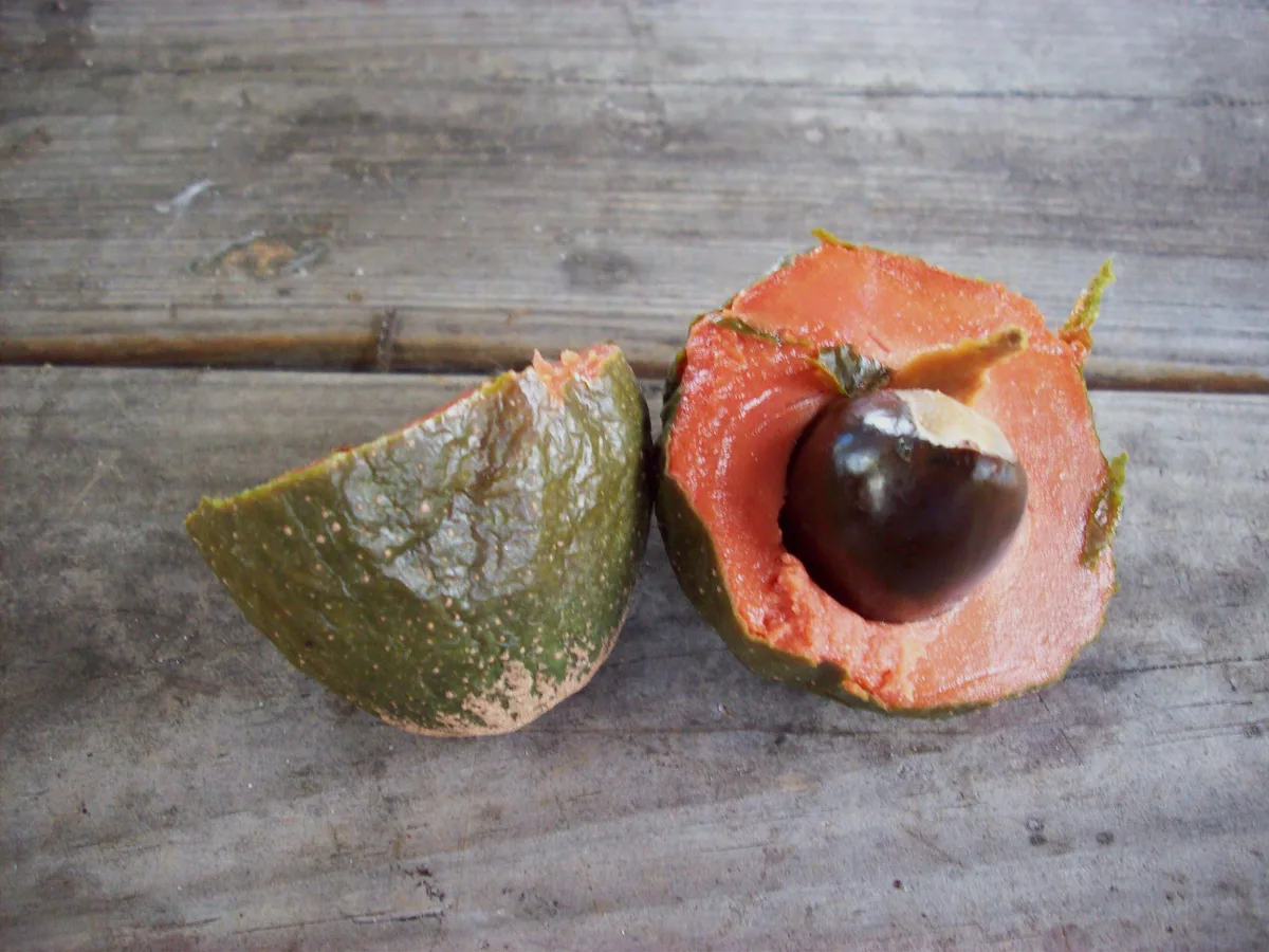 Green Sapote (Pouteria viridis)