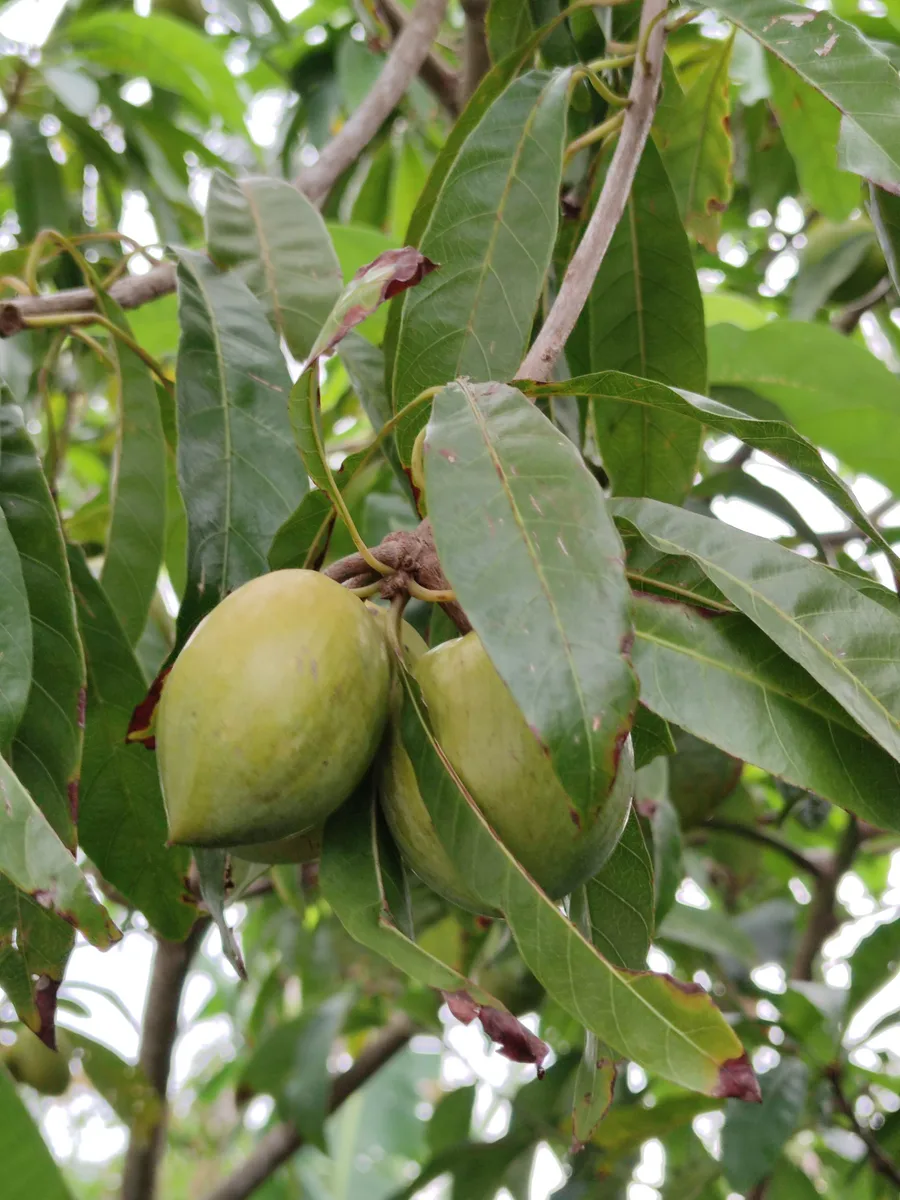 Yellow Sapote (Pouteria torta)
