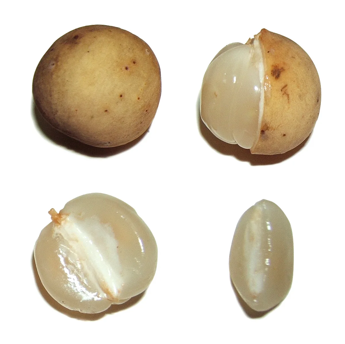 Langsat