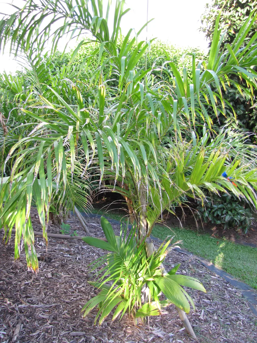 Peach Palm
