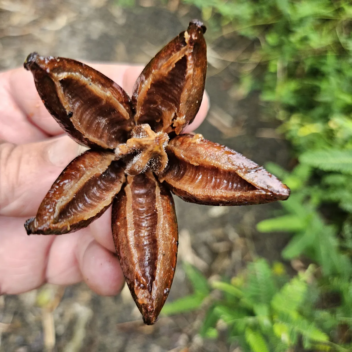 Spanish Cedar (Cedrela odorata)