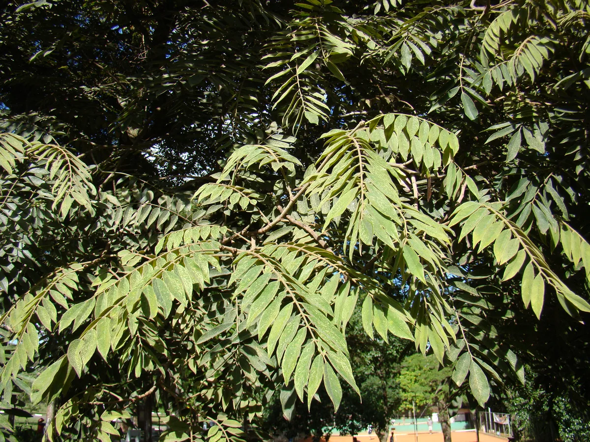 Argentine Cedar (Cedrela fissilis)