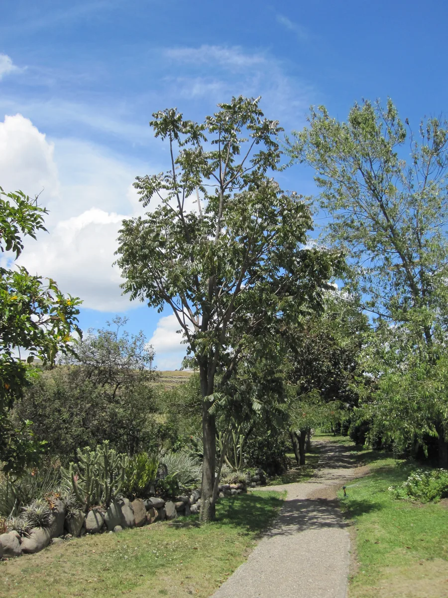 Andean Cedar (Cedrela montana)
