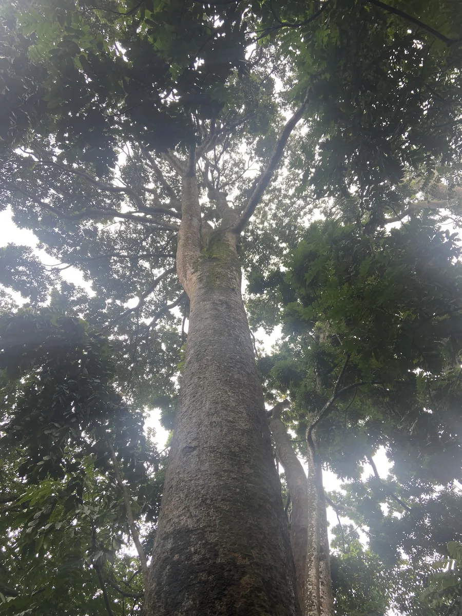 Ivory Coast Mahogany