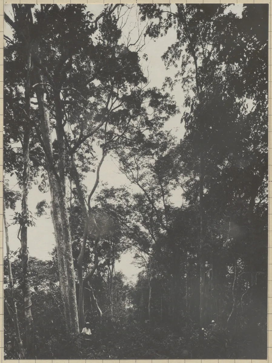 Siamese Rosewood