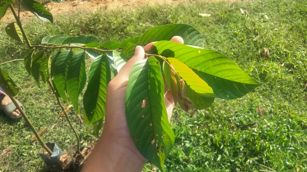 White Meranti