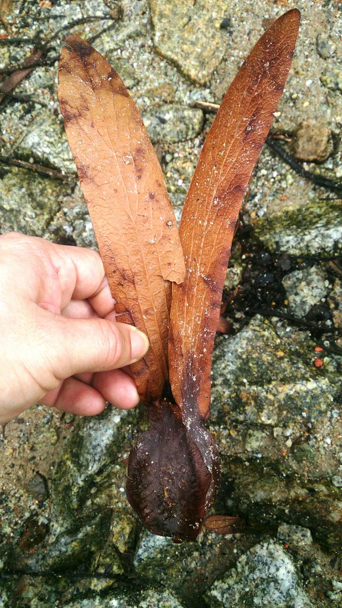 Keruing (Dipterocarpus grandiflorus)