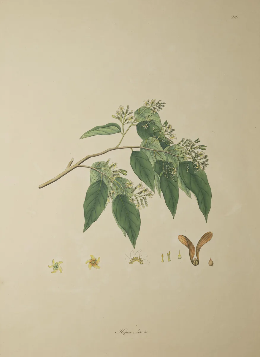 Hopea Tree