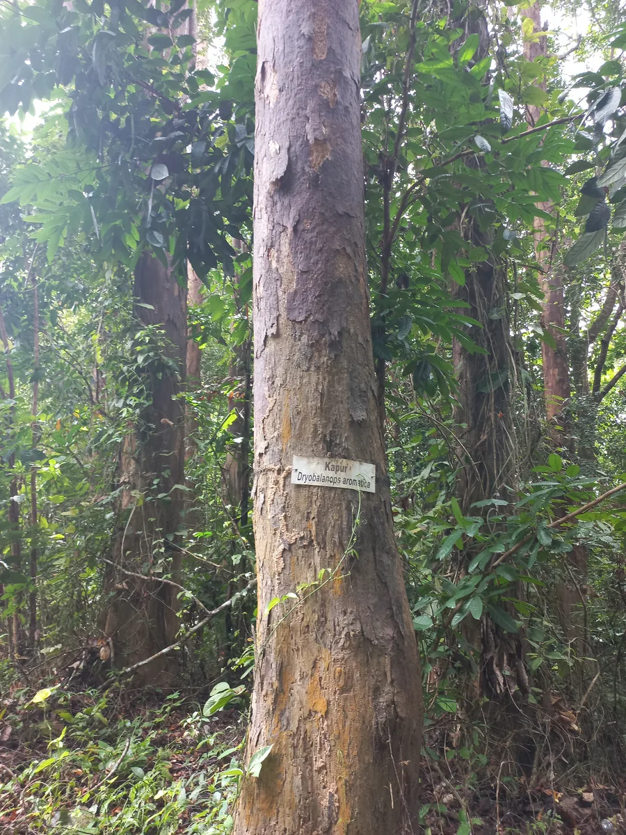 Borneo Camphor Tree