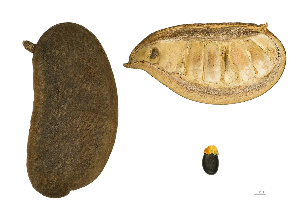 African Afzelia