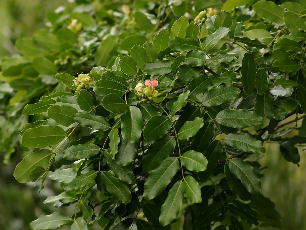 Pod Mahogany