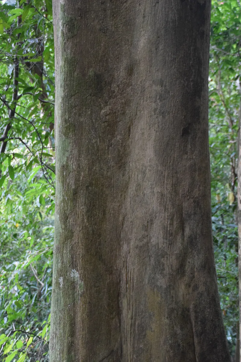 Thai Agarwood