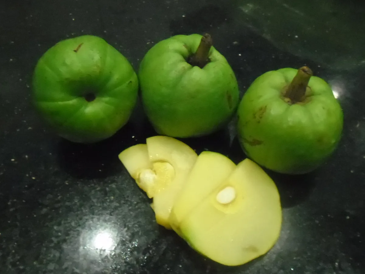 Cowa Mangosteen