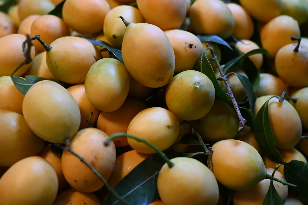 Maprang (Bouea oppositifolia)