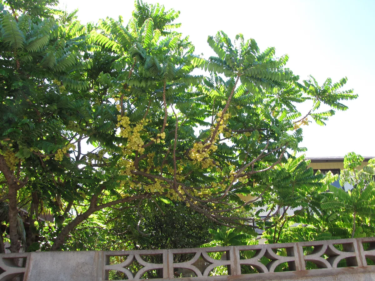 Star Gooseberry (Phyllanthus acidus)