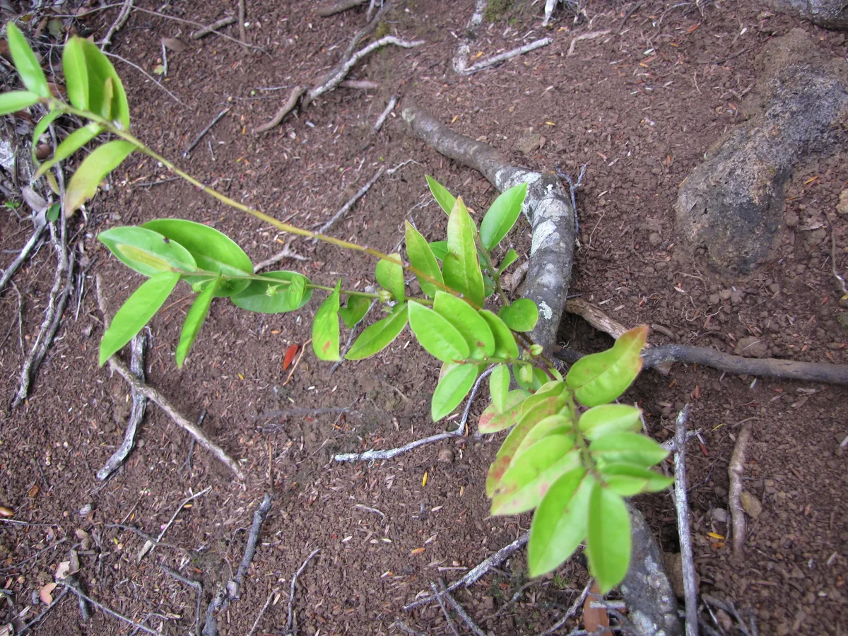 Otaheite Gooseberry (Phyllanthus distichus)