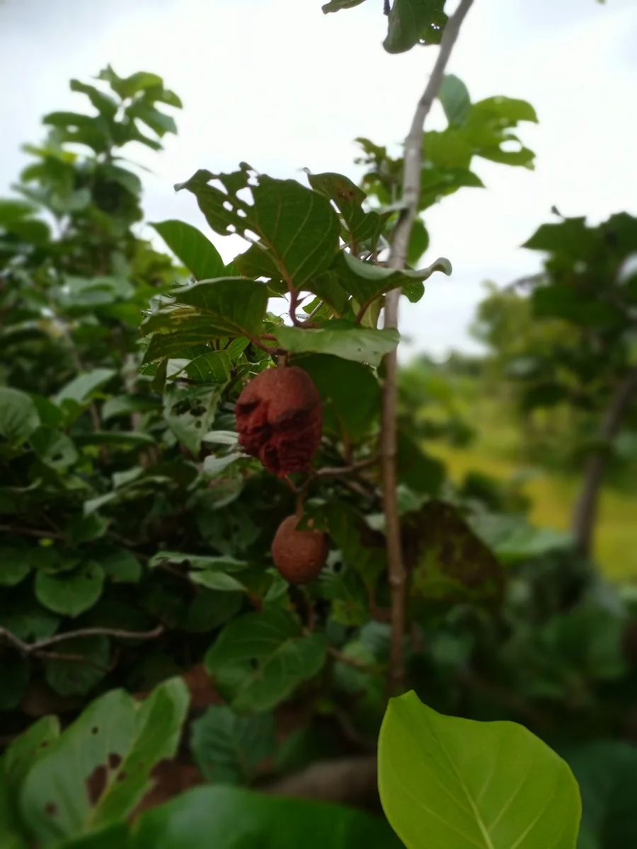 African Peach (Nauclea latifolia)