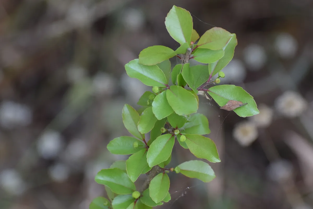 Governor Plum (Flacourtia indica)