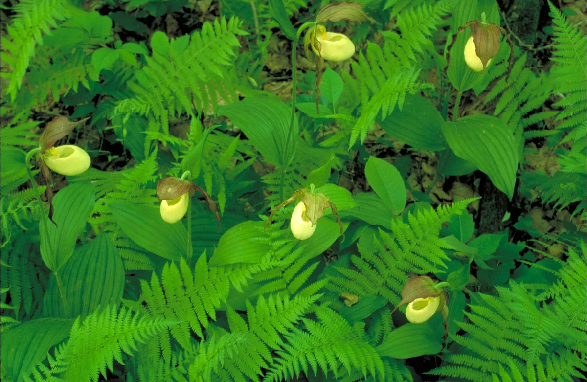 Kentucky Lady Slipper (Cypripedium kentuckiense)