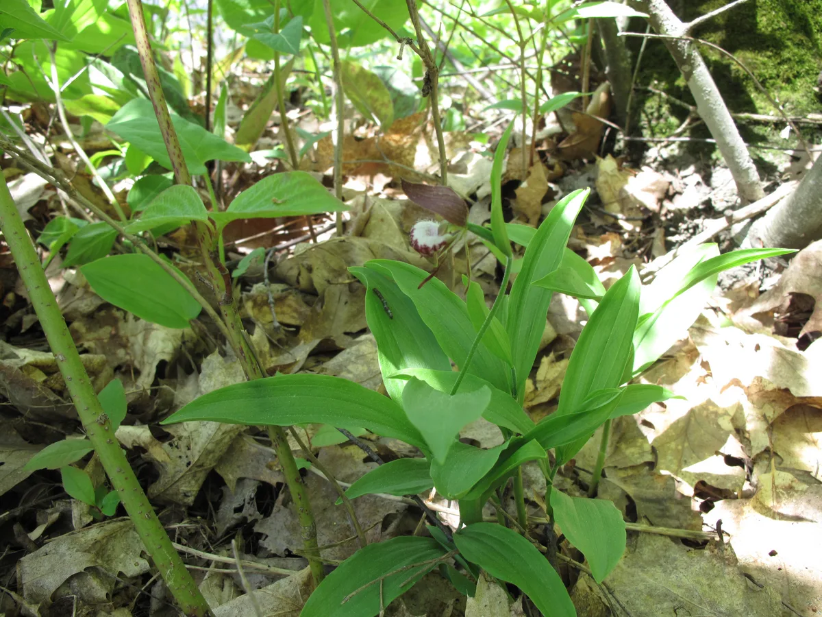 Ram Head Lady Slipper