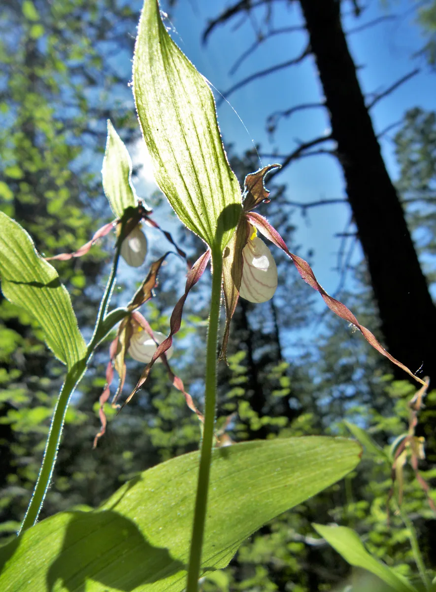 Mountain Lady Slipper