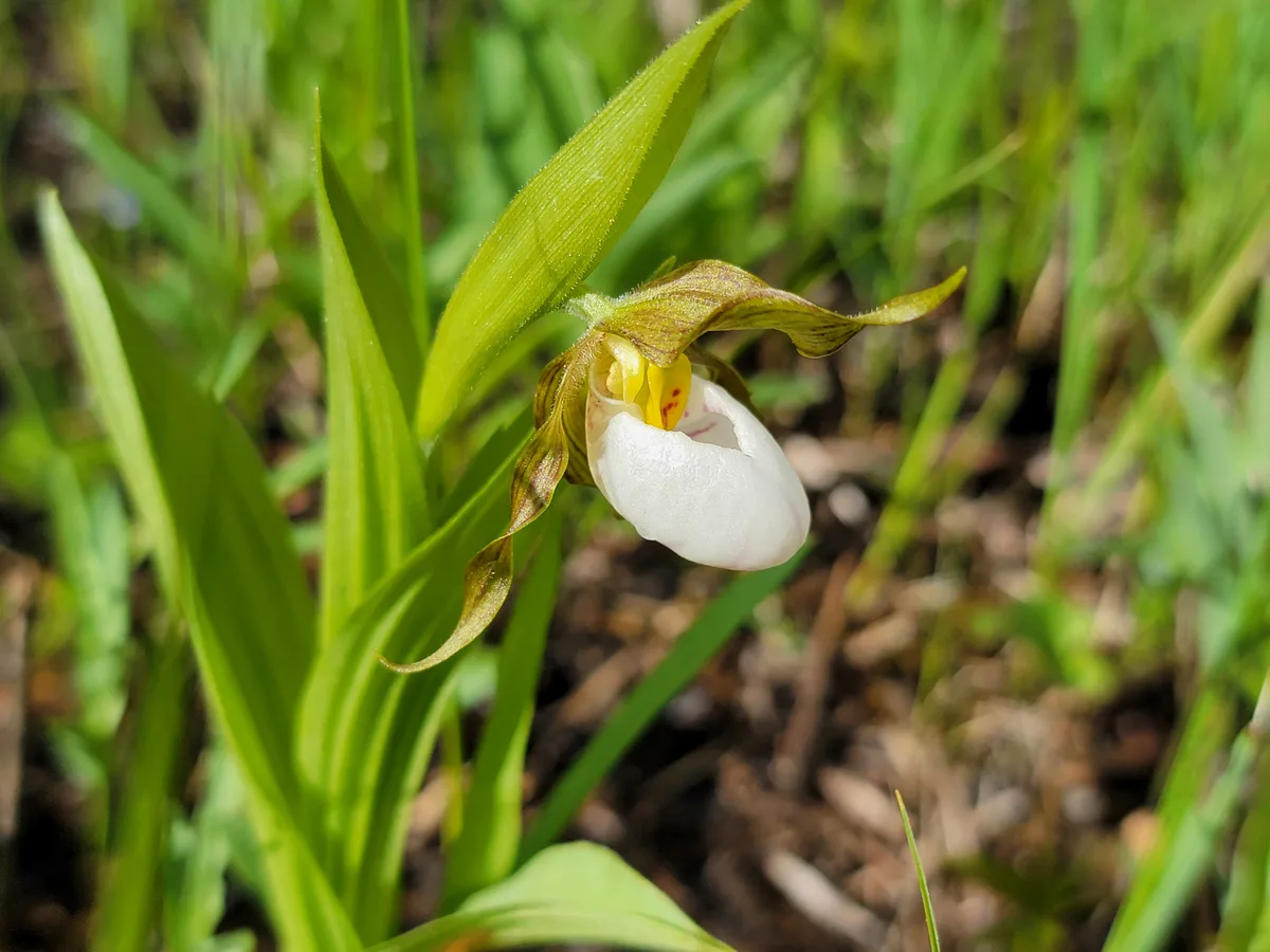 Small White Lady Slipper