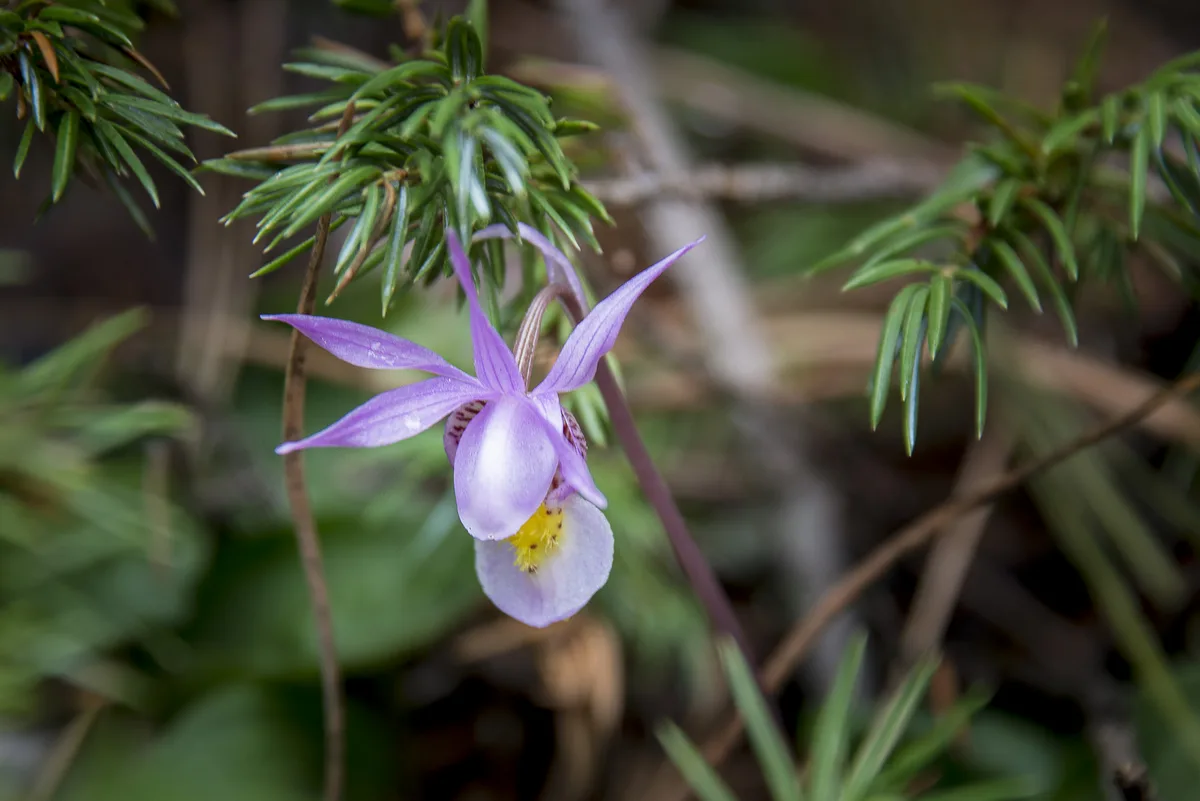 Fairy Slipper Orchid