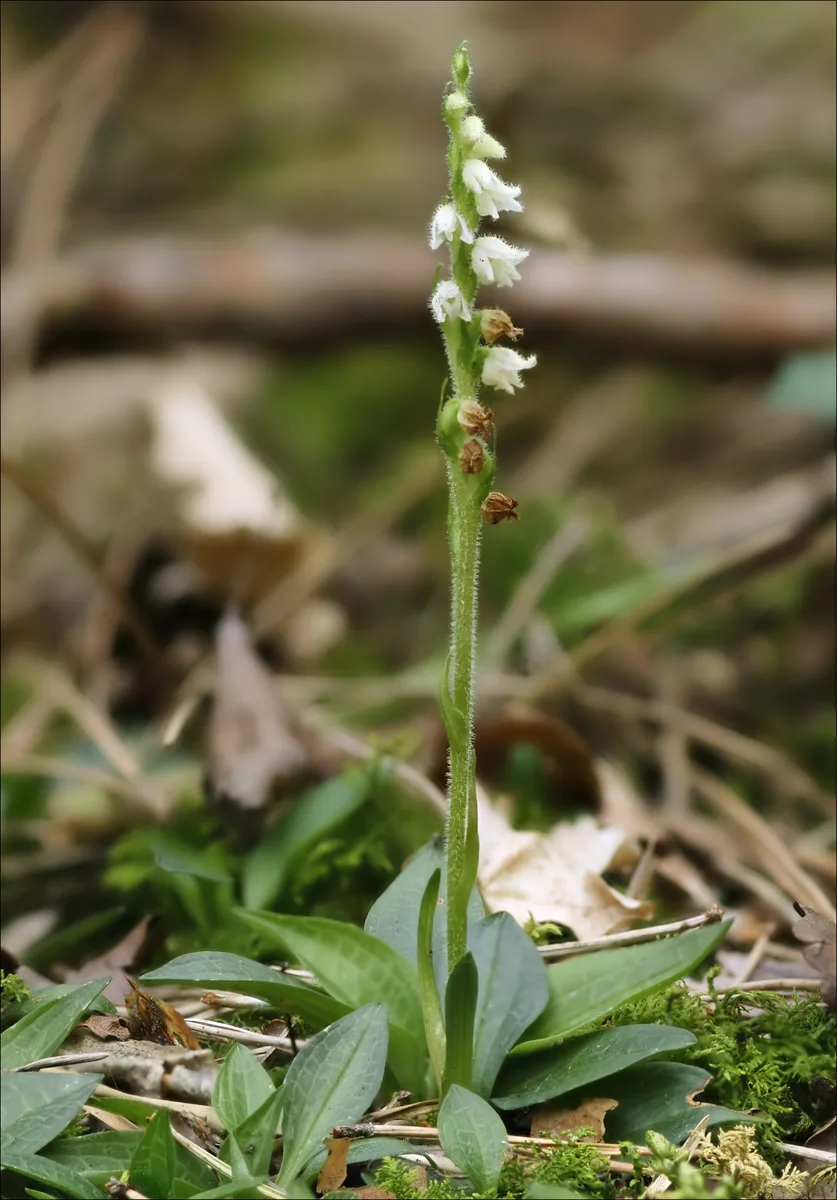 Dwarf Rattlesnake Plantain