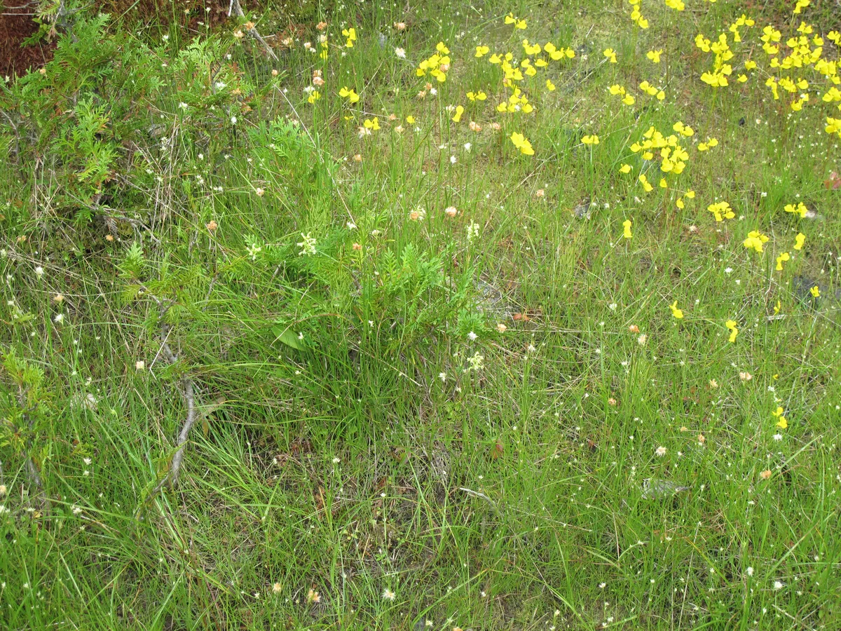 Green Adder Mouth Orchid