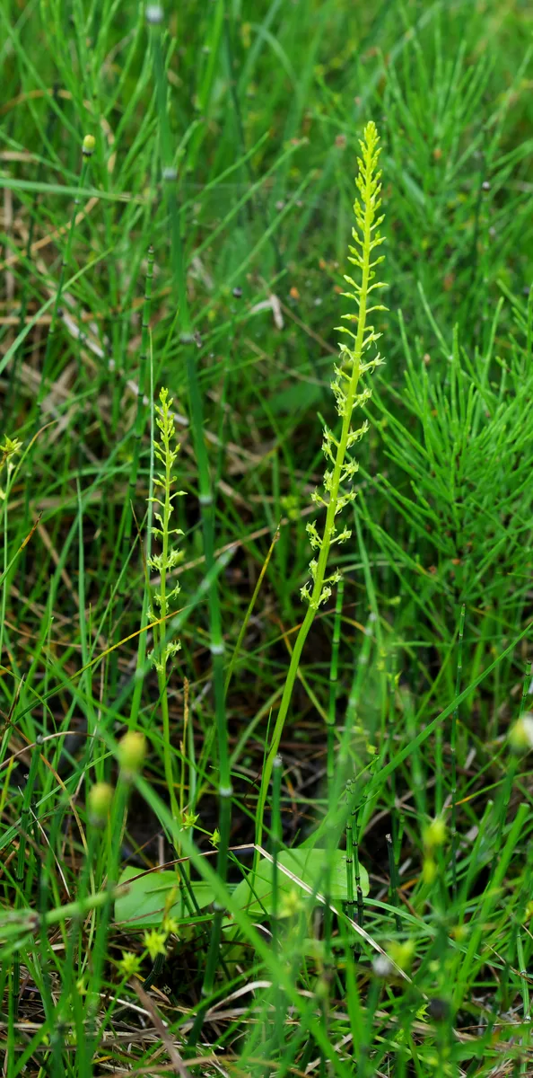 White Adder Mouth Orchid