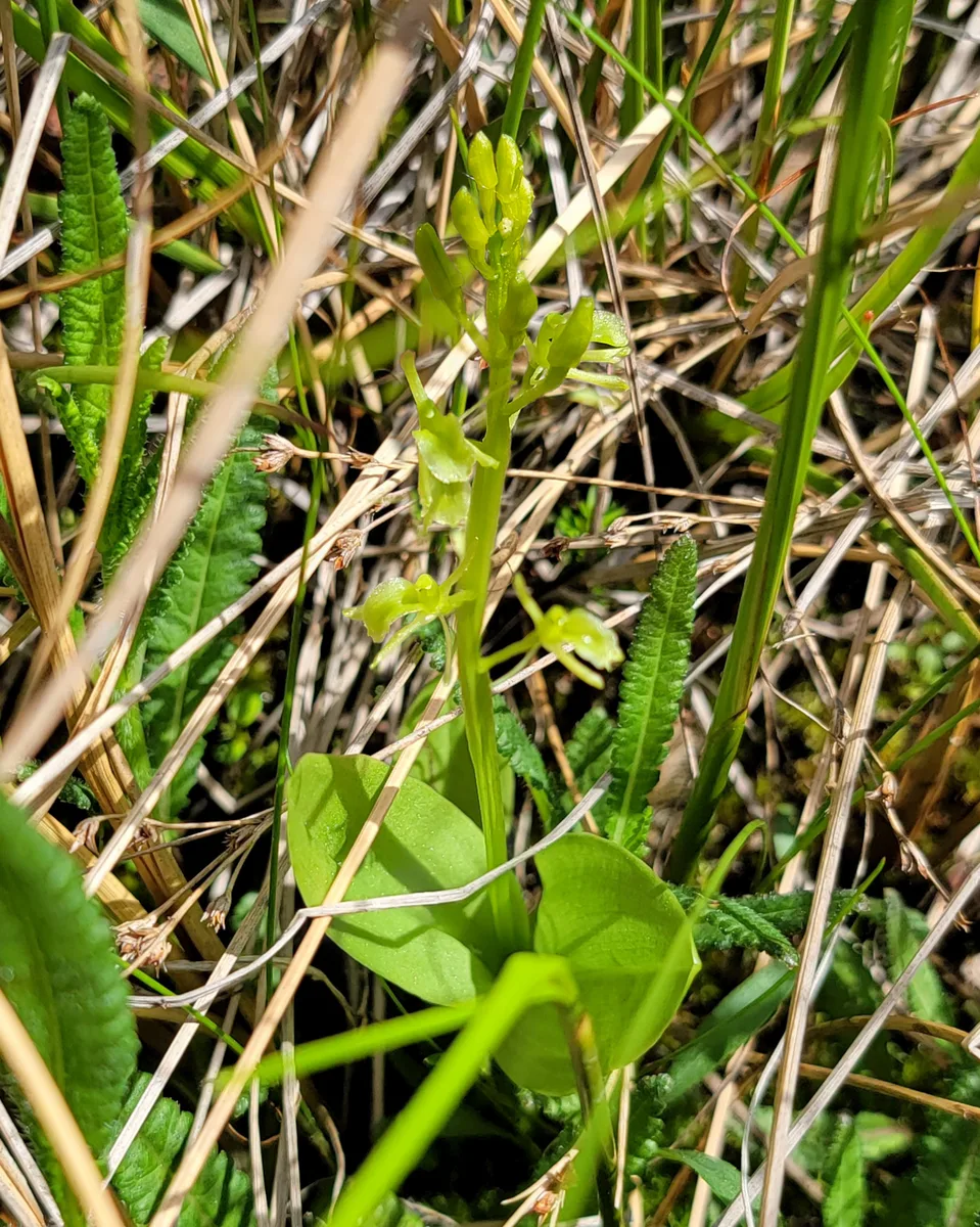 Bog Twayblade (Liparis loeselii)
