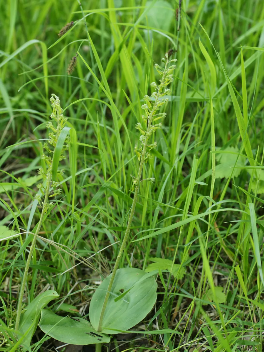 Broad Leaved Twayblade (Neottia ovata)