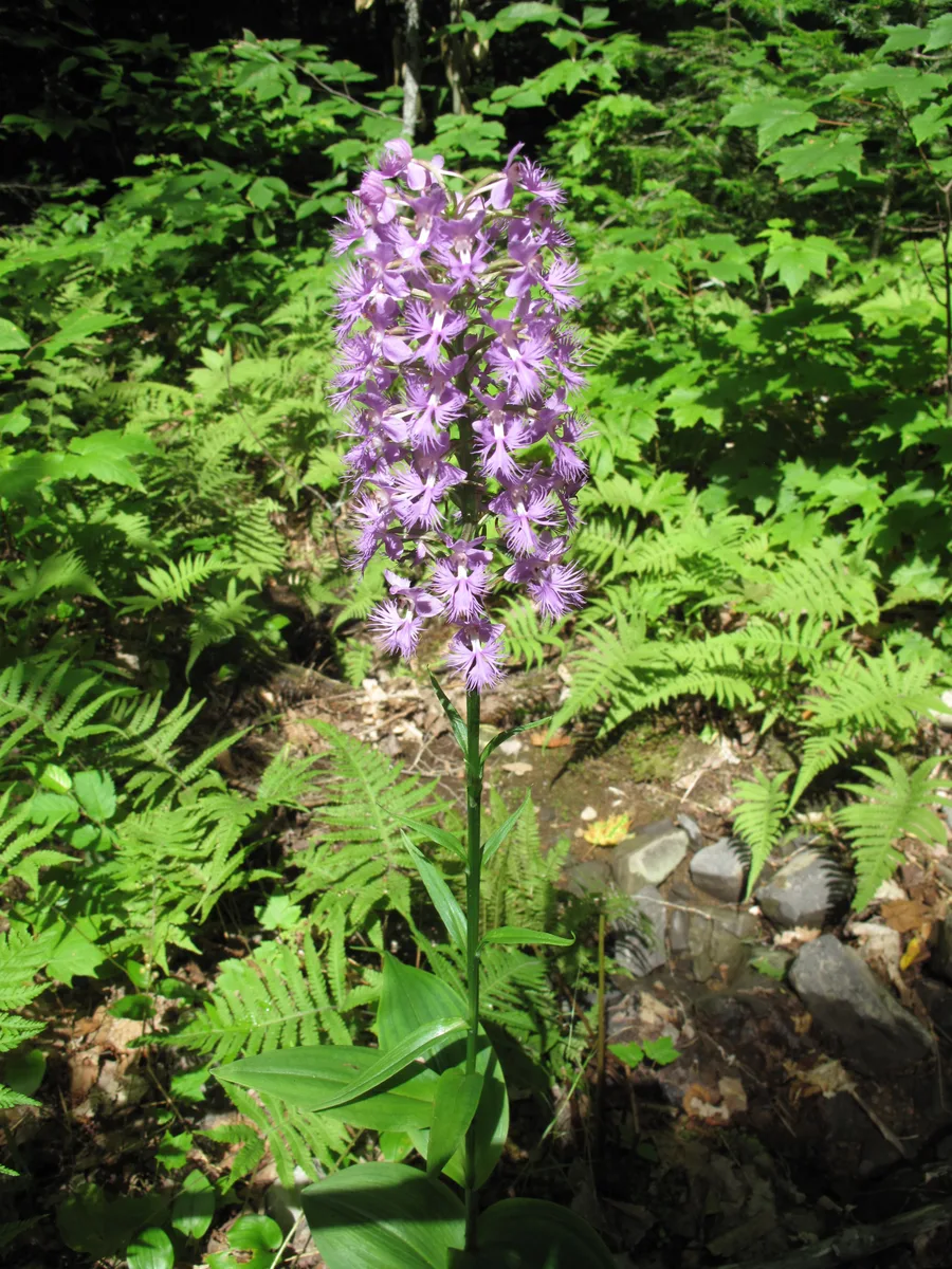 Greater Purple Fringed Orchid (Platanthera grandiflora)