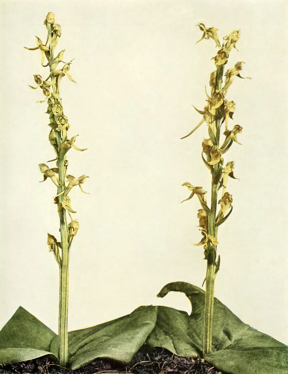 Hookers Orchid (Platanthera hookeri)