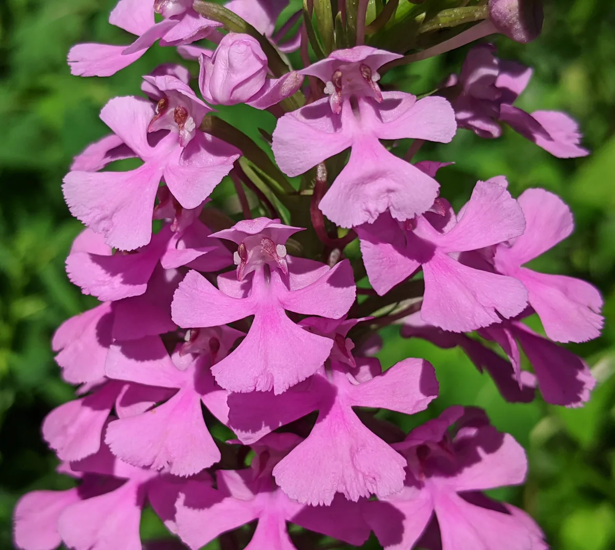Small Purple Fringed Orchid (Platanthera peramoena)