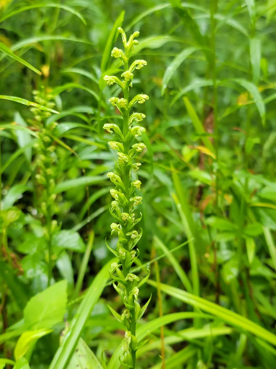 Tubercled Rein Orchid (Platanthera flava)
