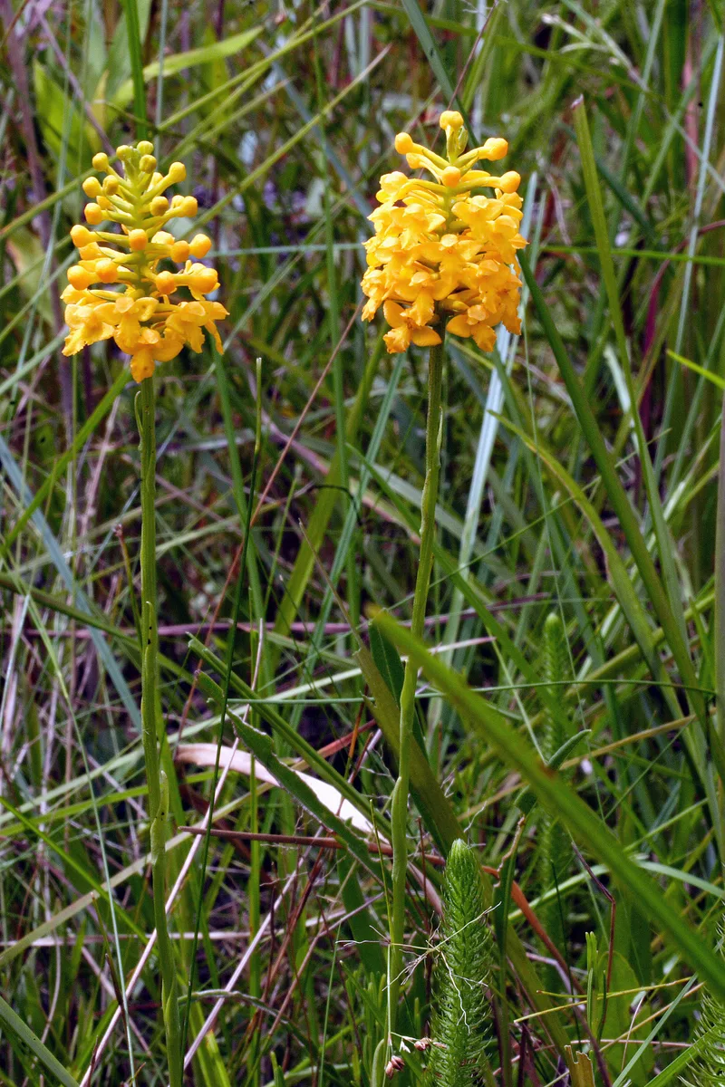 Southern Rein Orchid