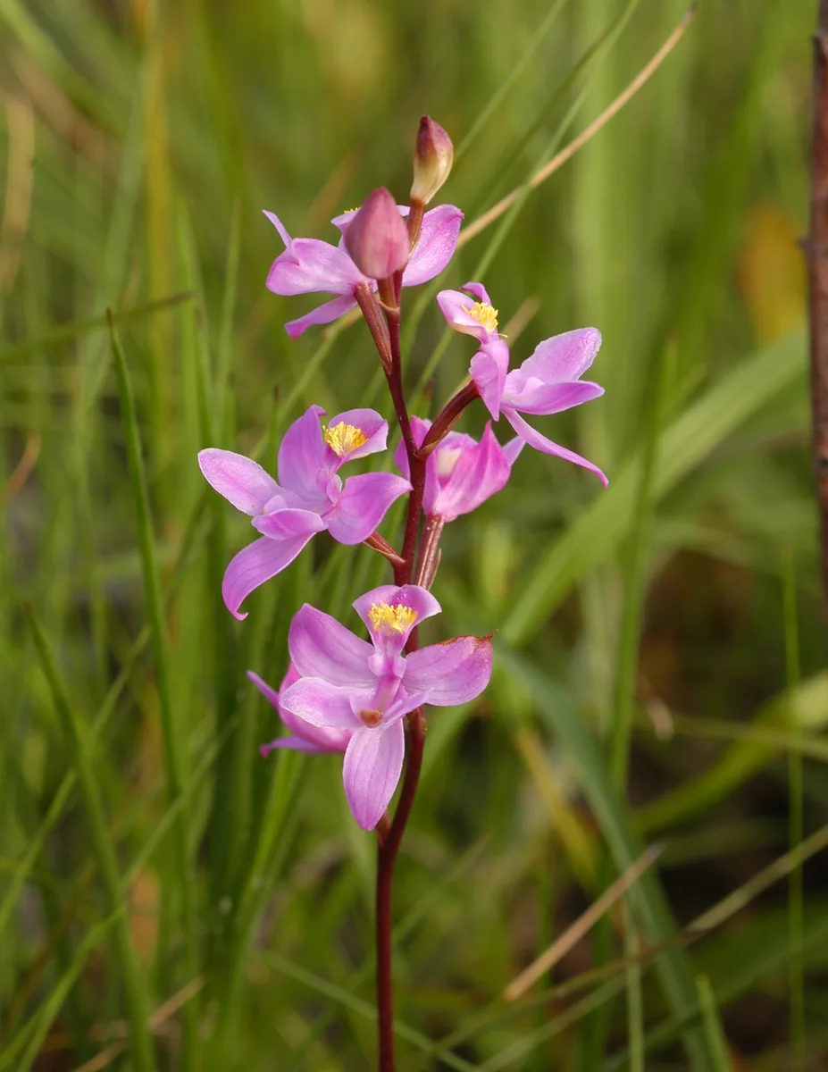Many Flowered Grass Pink (Calopogon multiflorus)
